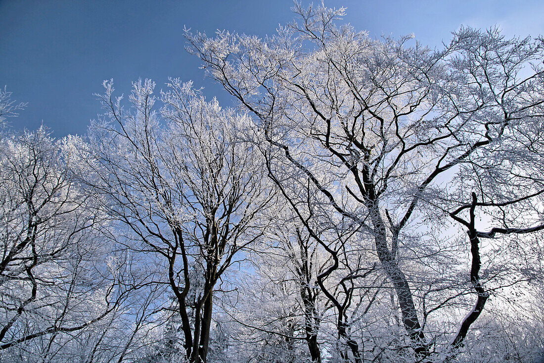 Trees with hoar frost in the Rheingau-Taunus Nature Park near Engenhahn, Niedernhausen, Hesse, Germany