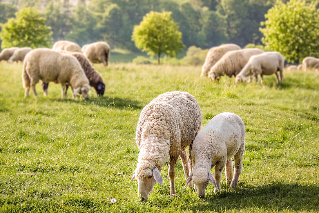 Herd of sheep in the Rheingau-Taunus Nature Park, Niedernhausen, Hesse, Germany