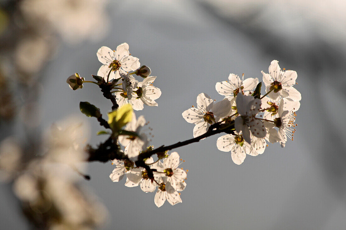 Kirschblüten im frühen Morgenlicht in den Streuobstwiesen von Engenhahn, Niedernhausen, Hessen, Deutschland