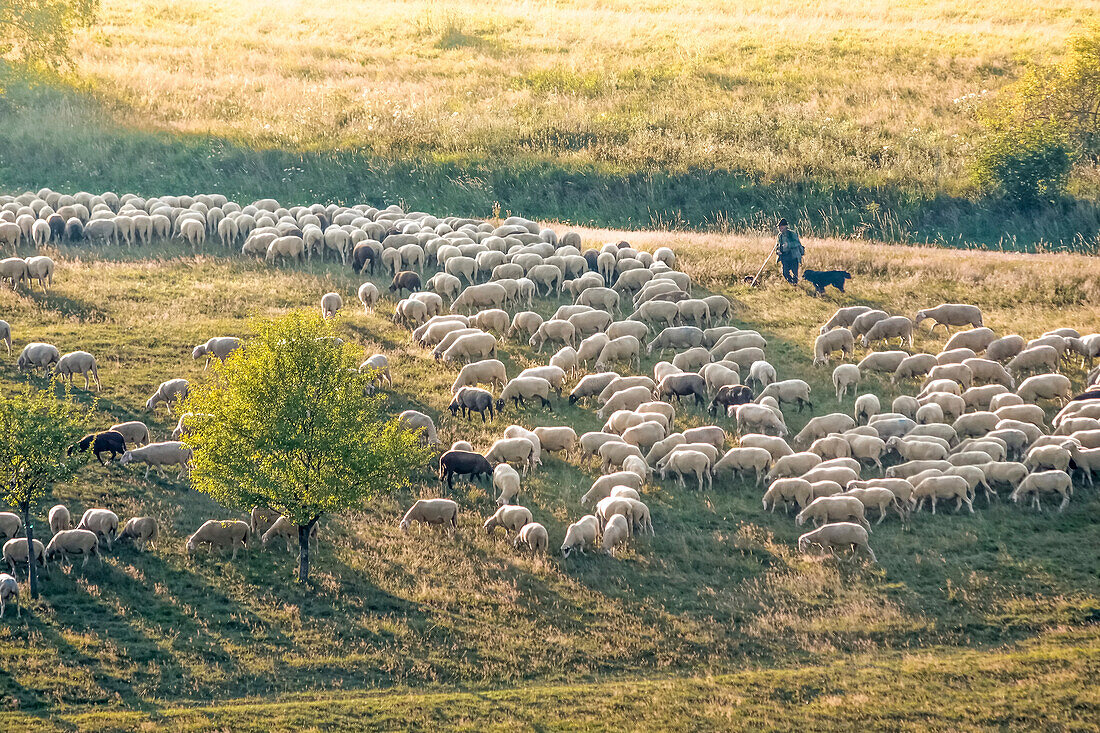 Herd of sheep in the Rheingau-Taunus Nature Park, Niedernhausen, Hesse, Germany