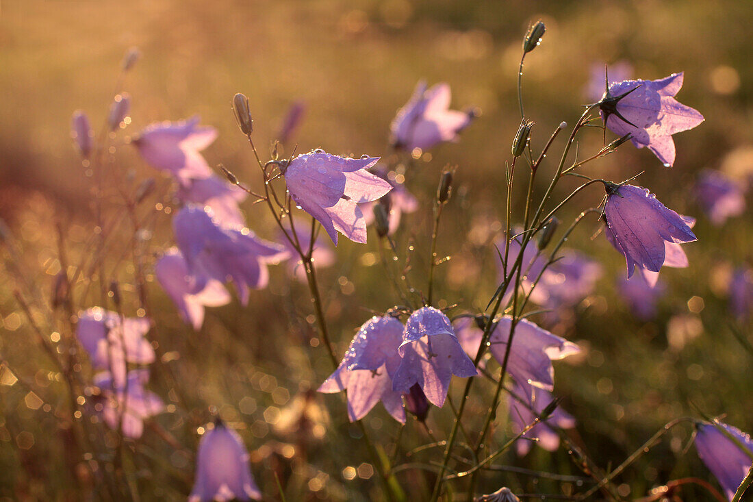 Glockenblumen im frühen Morgenlicht in den Streuobstwiesen von Engenhahn, Niedernhausen, Hessen, Deutschland