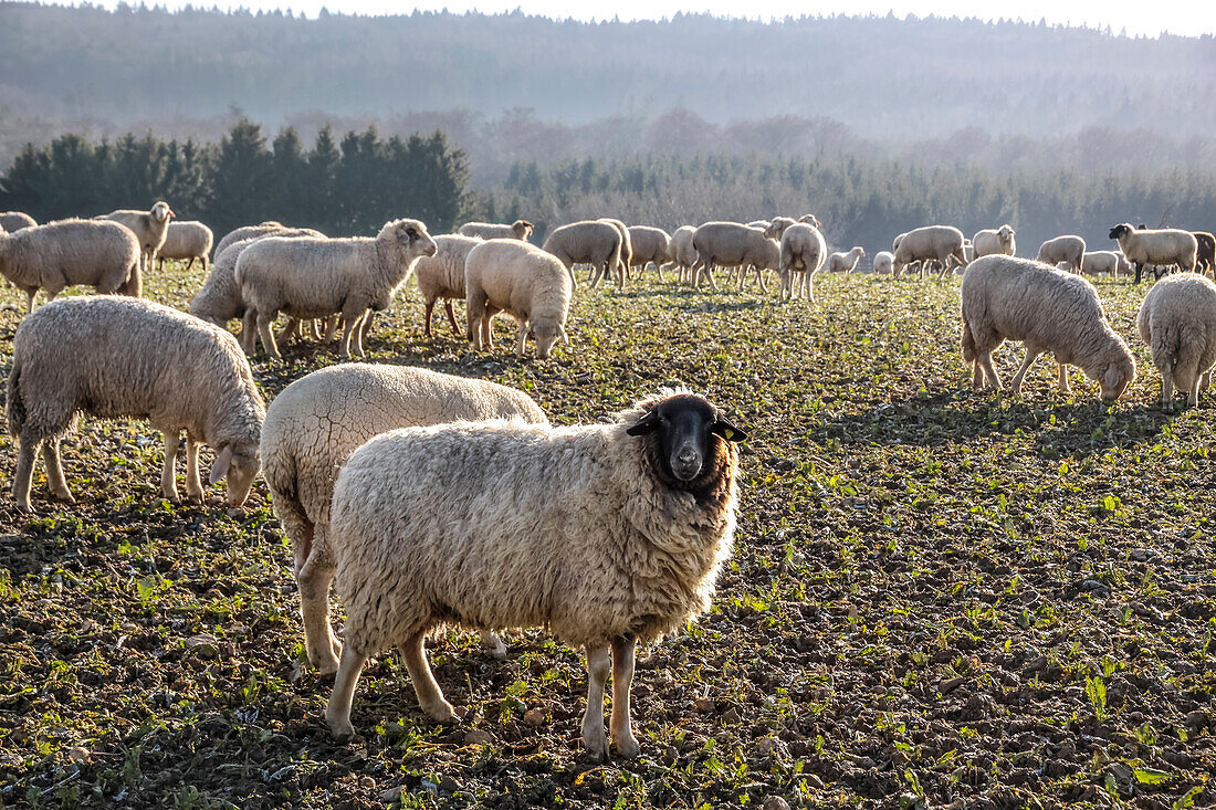 Herd of sheep in winter in the Rheingau-Taunus Nature Park, Niedernhausen, Hesse, Germany