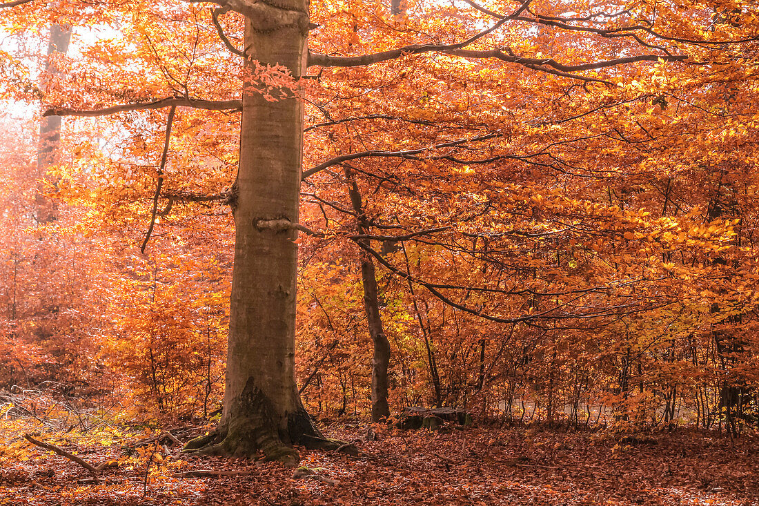 Herbstliche Buchenwälder im Naturpark Rheingau-Taunus, Niedernhausen, Hessen, Deutschland