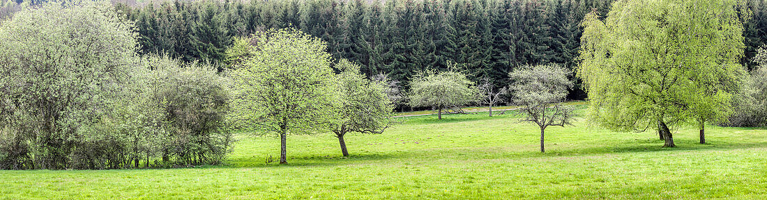 Frühlingsbäume im Naturpark Rheingau-Taunus, Niedernhausen, Hessen, Deutschland
