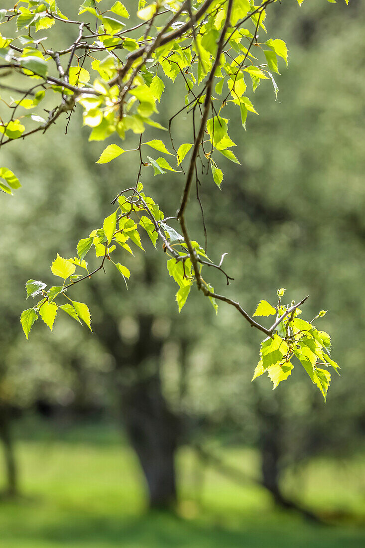 Young birch leaves in spring, Niedernhausen, Hesse, Germany