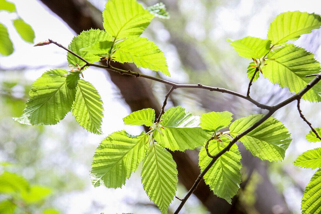 Junge Buchenblätter im Frühling im Naturpark Rheingau-Taunus, Niedernhausen, Hessen, Deutschland