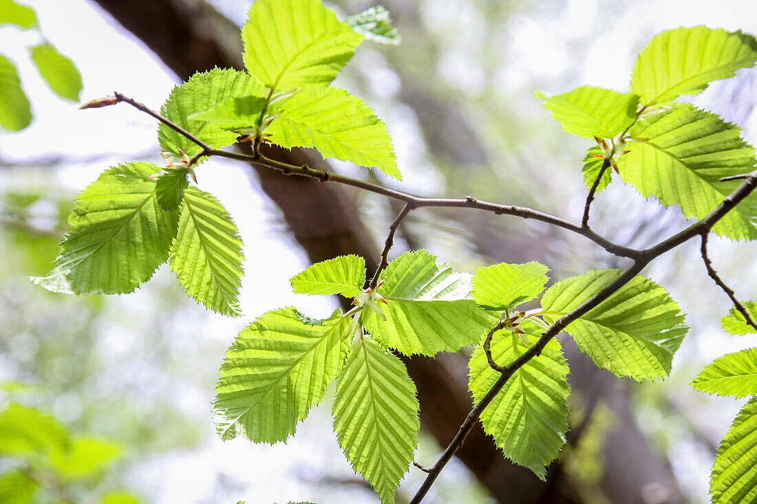 Young beech leaves in spring in the Rheingau-Taunus Nature Park, Niedernhausen, Hesse, Germany