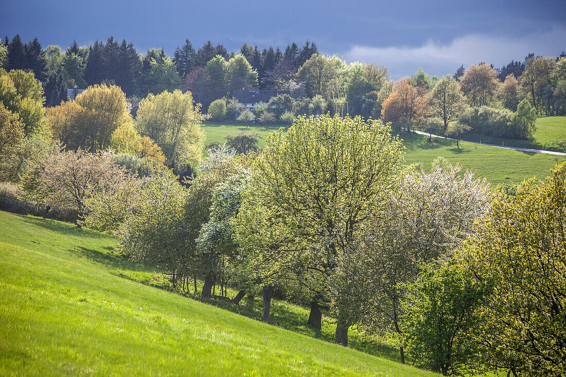 Frühlingsbäume im Taunus bei Engenhahn, Hessen, Deutschland