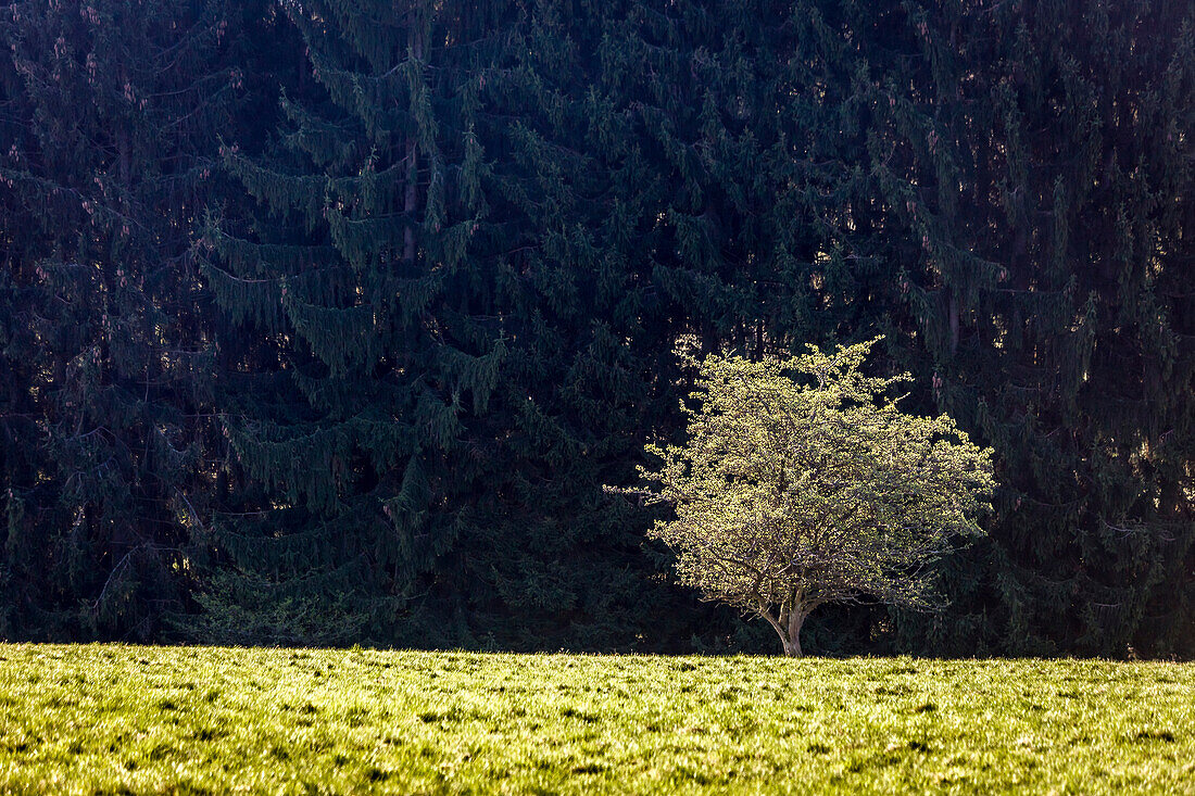 Blühender Holunderbusch vor dunklem Taunuswald, Niedernhausen, Hessen, Deutschland