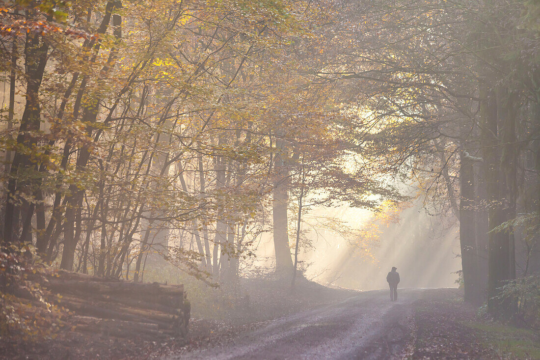 Sonne durchbricht den Nebel im Naturpark Rheingau-Taunus bei Engenhahn, Niedernhausen, Hessen, Deutschland