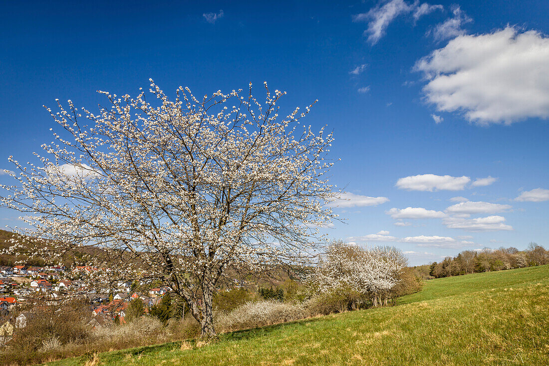 Blossoming cherry tree above Engenhahn in the Taunus, Niedernhausen, Hesse, Germany