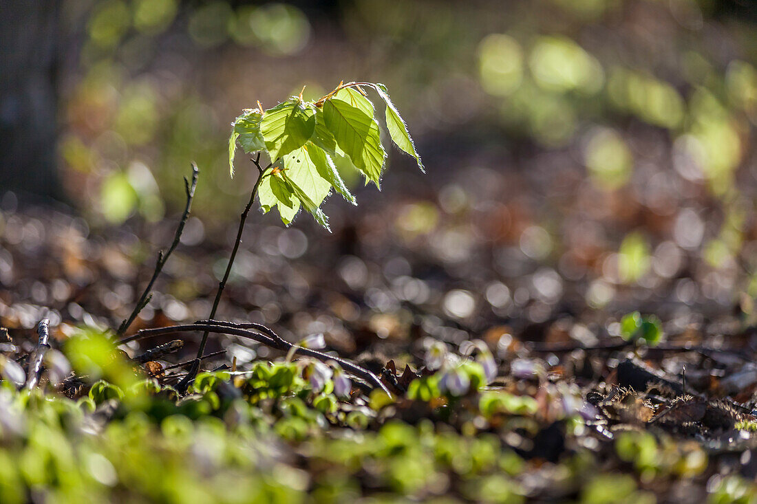 Young beech sprout near Engenhahn in the Taunus, Niedernhausen, Hesse, Germany