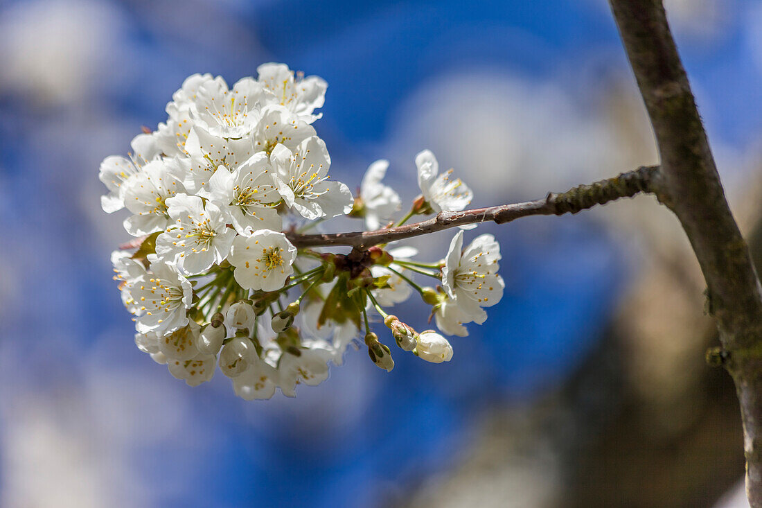 Cherry blossoms in a meadow orchard near Engenhahn, Niedernhausen, Hesse, Germany