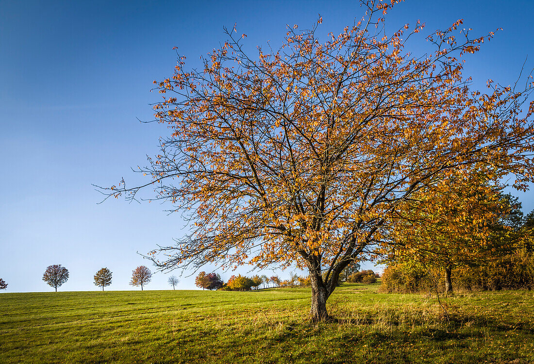 Orchard in autumn colors near Engenhahn, Niedernhausen, Hesse, Germany