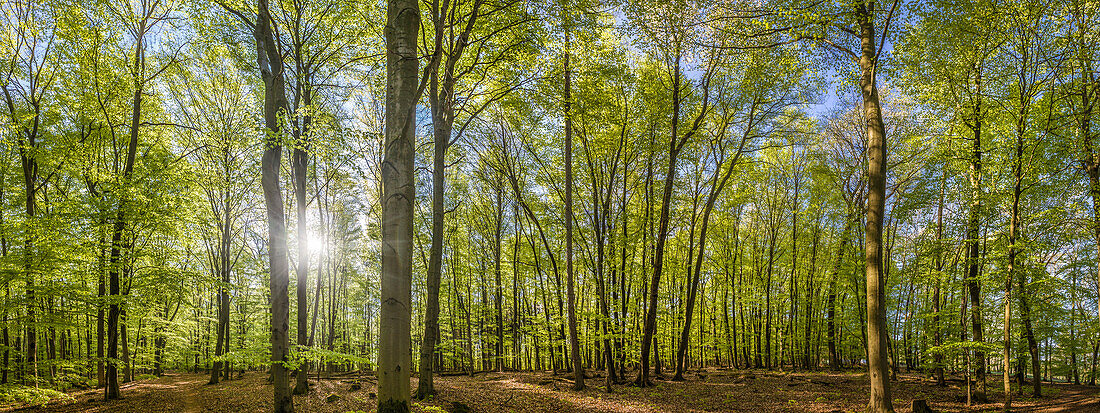 Panorama Buchenwald im Frühling bei Engenhahn im Taunus, Niedernhausen, Hessen, Deutschland