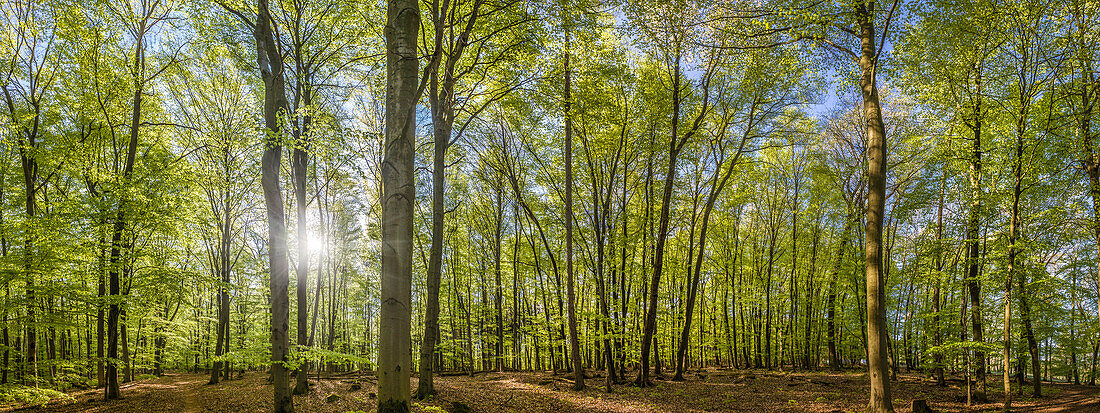 Panorama beech forest in spring near Engenhahn in the Taunus, Niedernhausen, Hesse, Germany