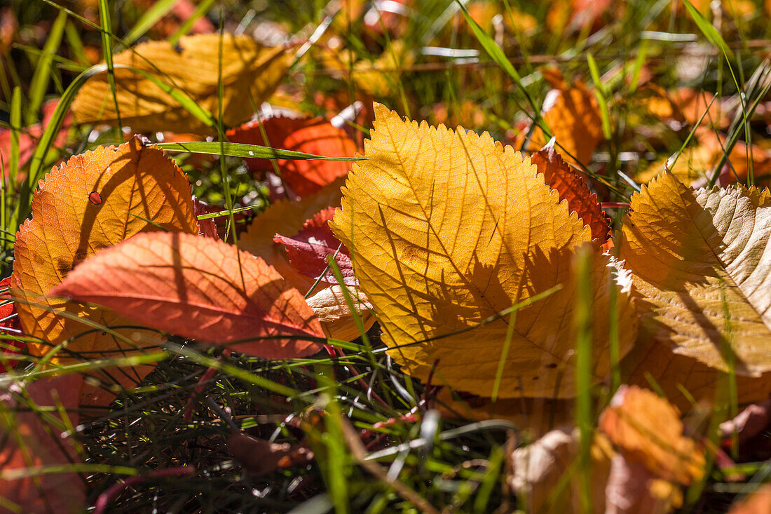 Bunte Herbstblätter in den Streuobstwiesen bei Engenhahn, Niedernhausen, Hessen, Deutschland