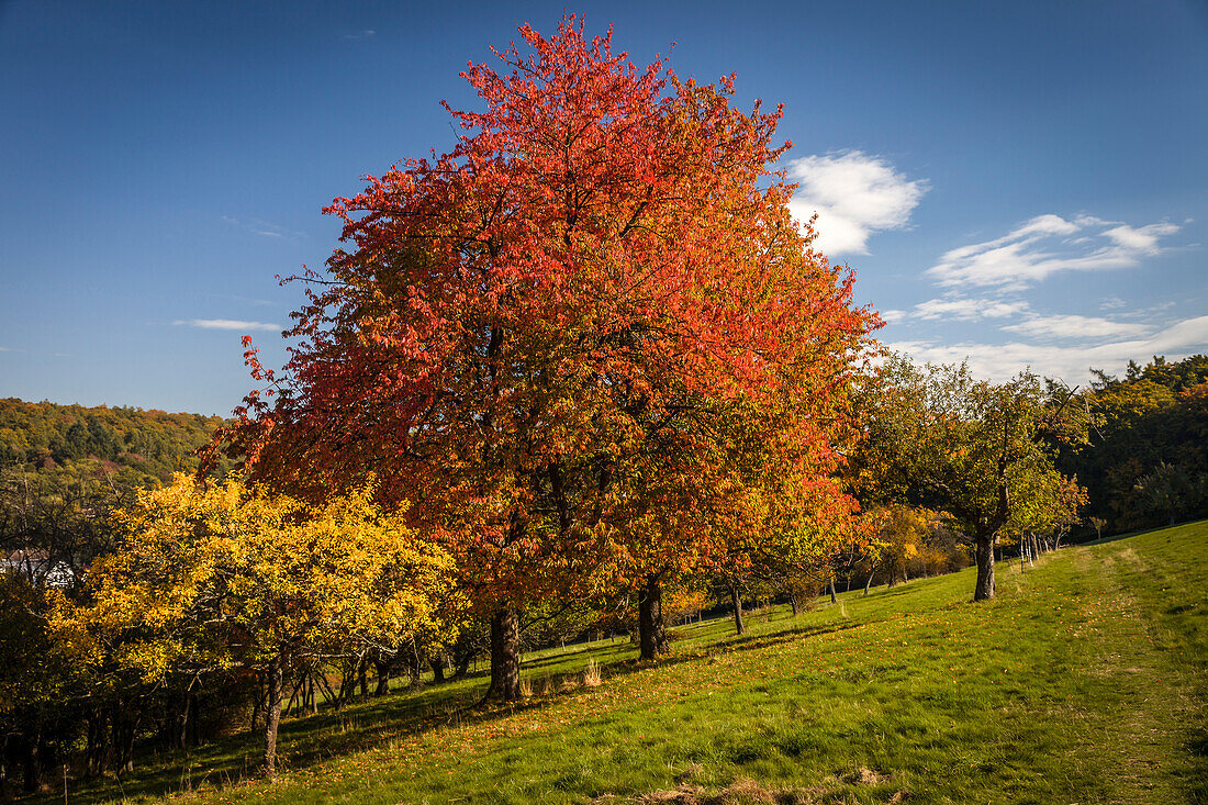Herbst in den Streuobstwiesen bei Engenhahn, Niedernhausen, Hessen, Deutschland