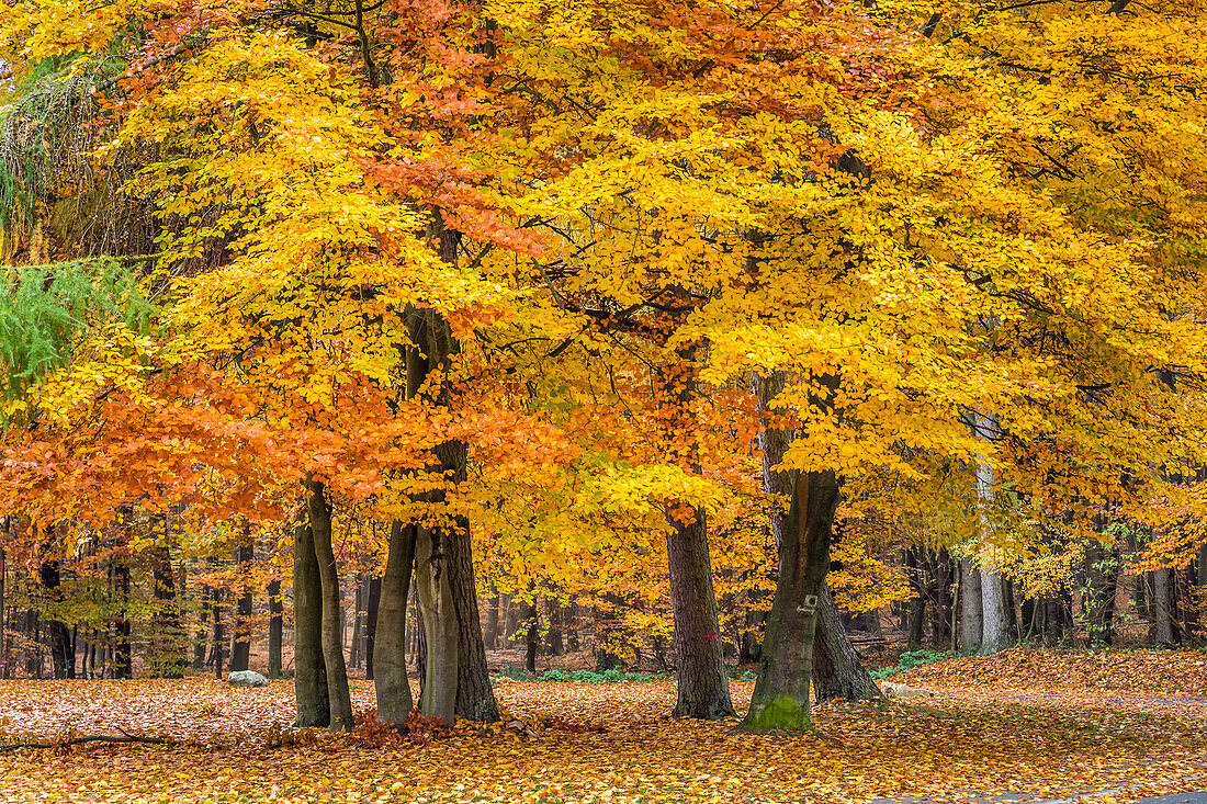 Autumn beech forest in the Rheingau-Taunus Nature Park near Engenhahn, Niedernhausen, Hesse, Germany