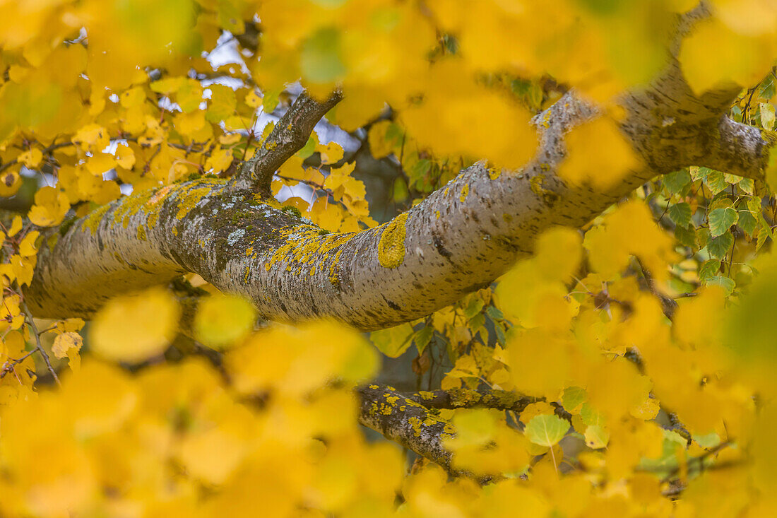 Gelbe Blätter der Zitterpappel im Taunus, Niedernhausen, Hessen, Deutschland