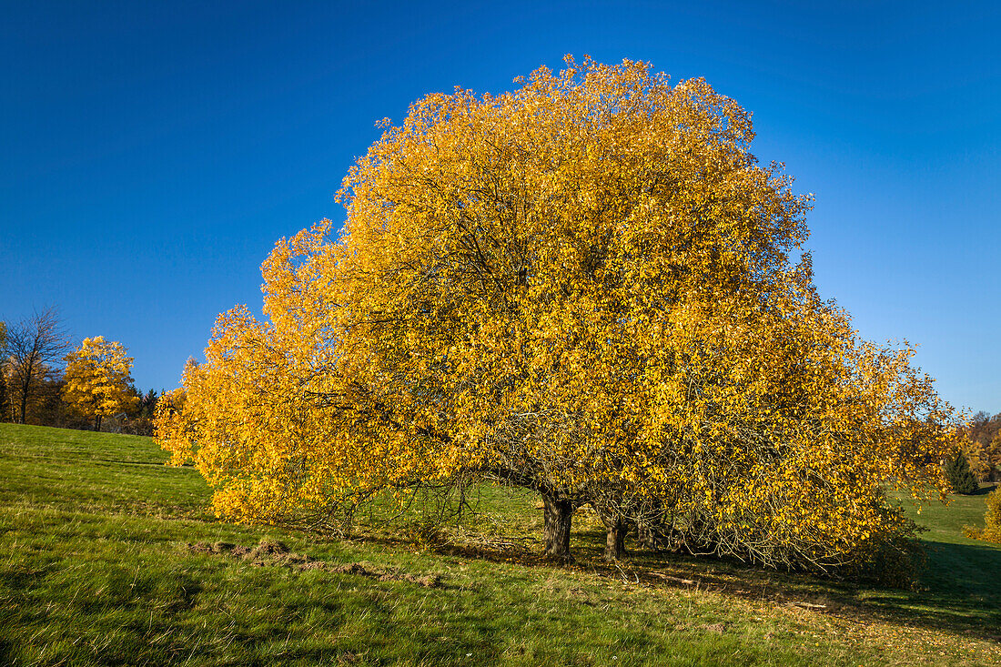 Großer alter Kirschbaum in den Streuobstwiesen in Engenhahn im Herbst, Niedernhausen, Niedernhausen, Hessen, Deutschland