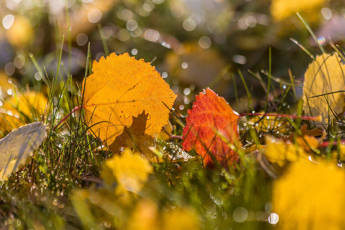 Bunte Herbstblätter mit Morgentau in den Streuobstwiesen bei Engenhahn, Niedernhausen, Hessen, Deutschland