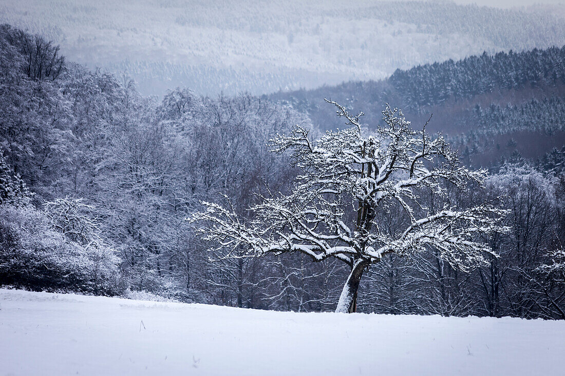 Winterlicher Wald im Naturpark Rheingau-Taunus oberhalb von Engenhahn, Niedernhausen, Hessen, Deutschland