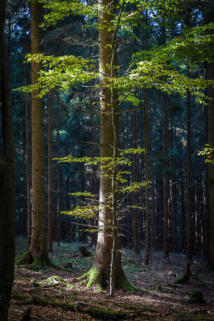 Junge Buche im Nadelwald im Naturpark Rheingau-Taunus, Niedernhausen, Hessen, Deutschland