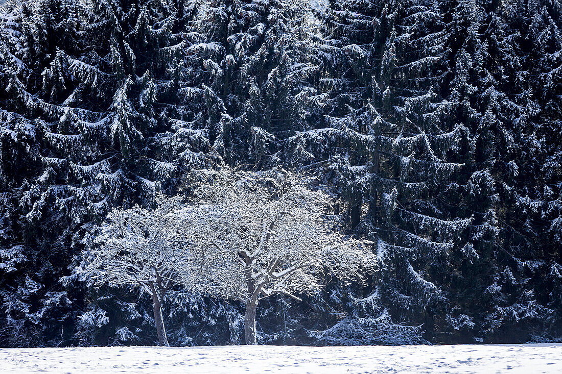 Fruit tree and mighty spruce forests in the Rheingau-Taunus Nature Park near Engenhahn, Niedernhausen, Hesse, Germany