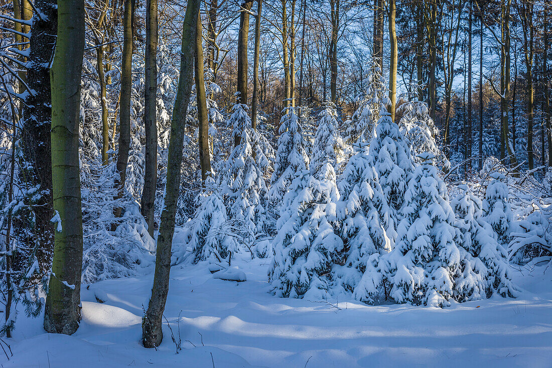 Snow-covered winter forest in the Rheingau-Taunus Nature Park near Engenhahn, Niedernhausen, Hesse, Germany