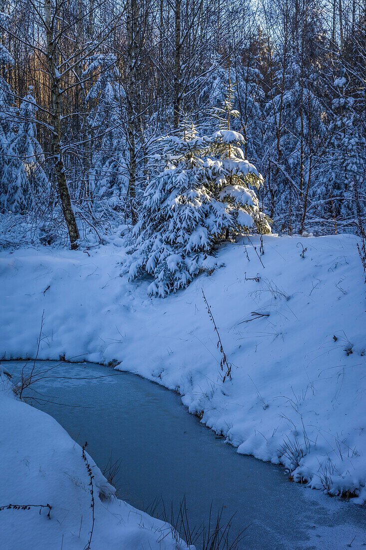 Kleiner vereister Tümpel im Naturpark Rheingau-Taunus bei Engenhahn, Niedernhausen, Hessen, Deutschland