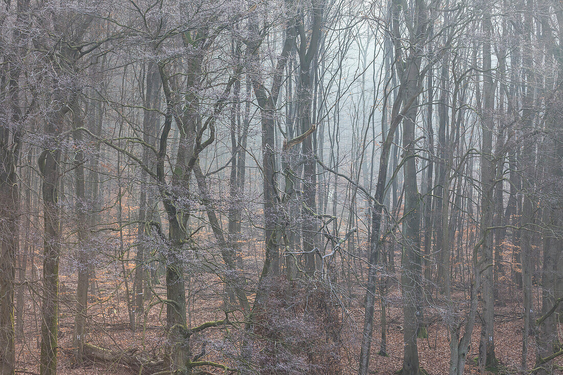 Hoar frost on a forest seal in the Theistal near Niedernhausen, Niedernhausen, Hesse, Germany