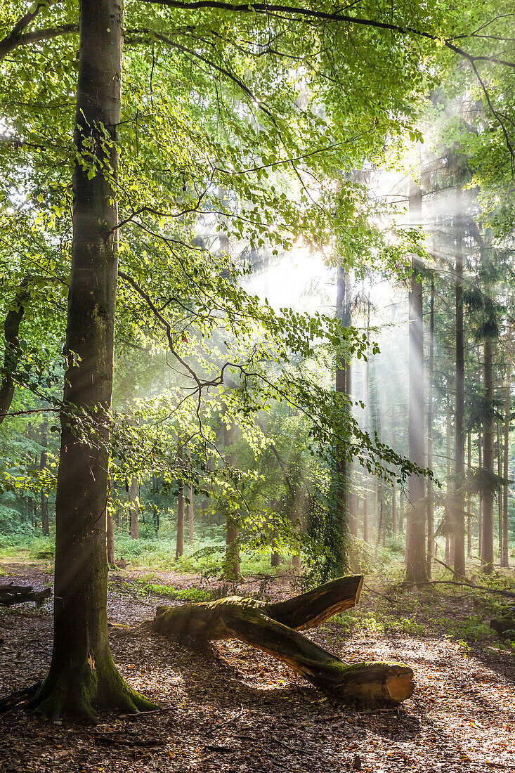 Sonnenstrahlen nach dem Regen in den Taunus-Buchenwäldern bei Engenhahn, Niedernhausen, Hessen, Deutschland