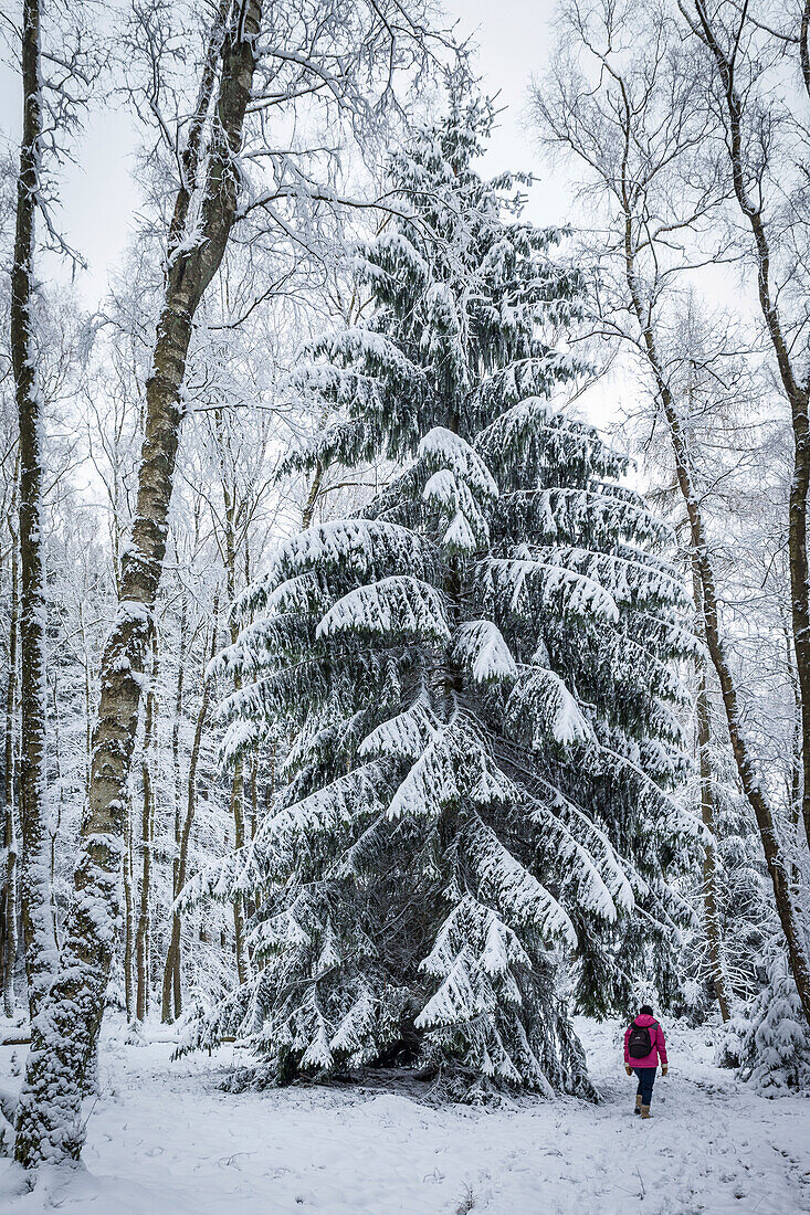 Mächtige verschneite Fichte im Taunus, Niedernhausen, Hessen, Deutschland