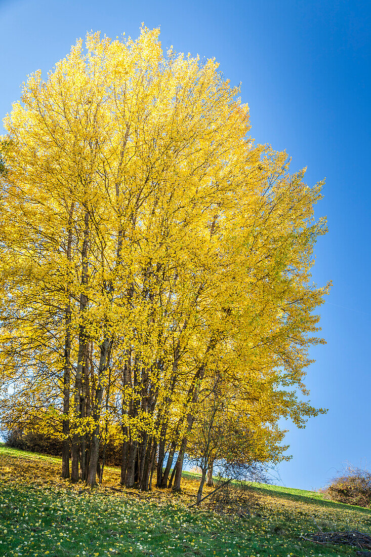 Poplar grove in autumn on a slope near Engenhahn in the Taunus, Niedernhausen, Hesse, Germany
