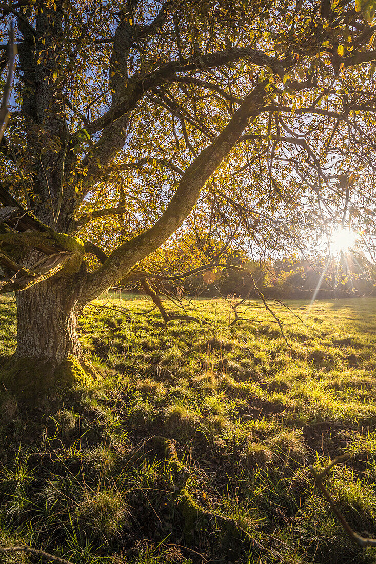 Gnarled walnut tree in a clearing in the Taunus, Niedernhausen, Hesse, Germany