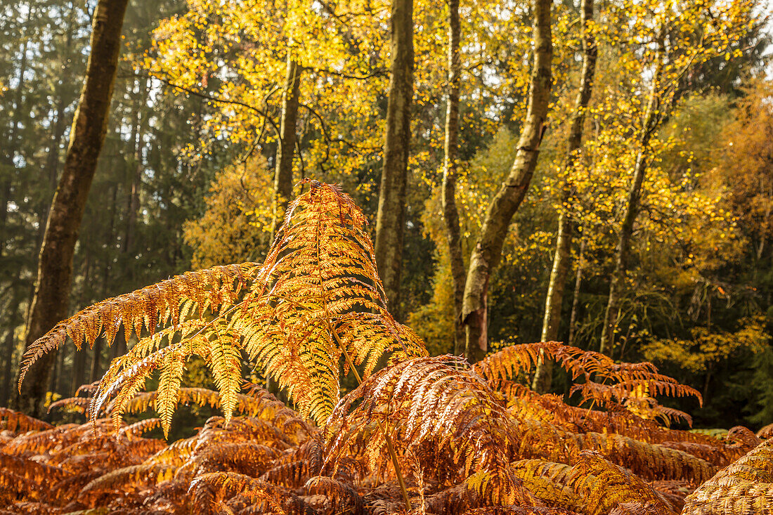 Herbstlicher Birkenwald mit Farnen im Naturpark Rheingau-Taunus, Niedernhausen, Hessen, Deutschland