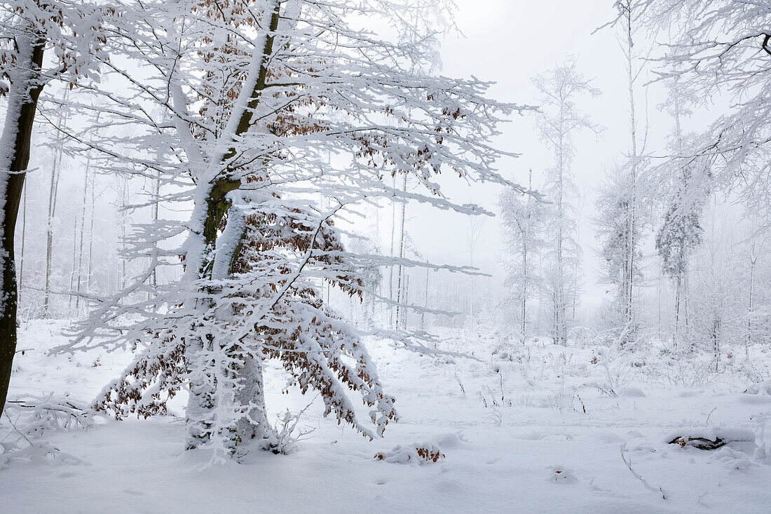 Snow-covered winter forest in the Taunus near Engenhahn, Niedernhausen, Hesse, Germany