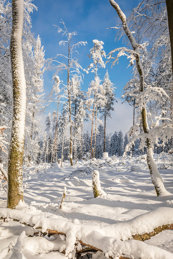 Snowy winter forest in the Rheingau-Taunus Nature Park near Engenhahn, Niedernhausen, Hesse, Germany