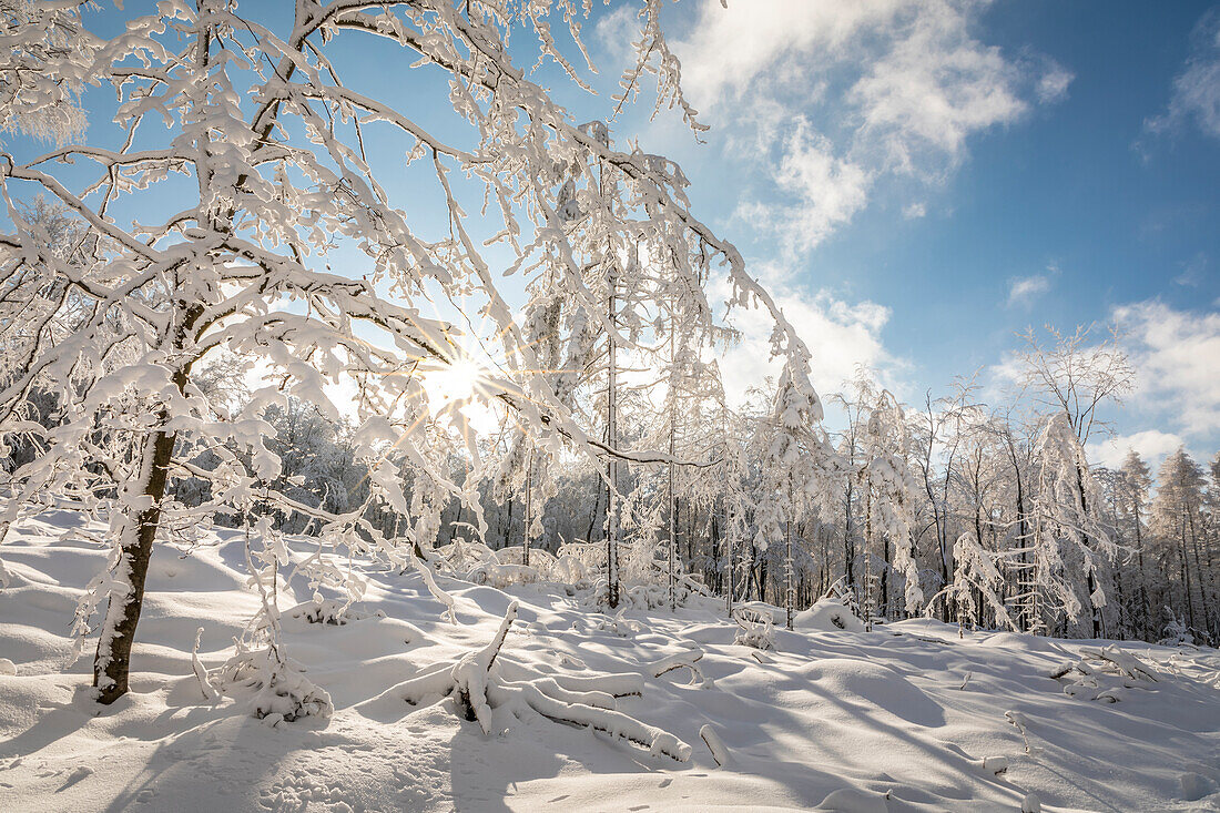 Verschneiter Winterwald im Naturpark Rheingau-Taunus bei Engenhahn, Niedernhausen, Hessen, Deutschland