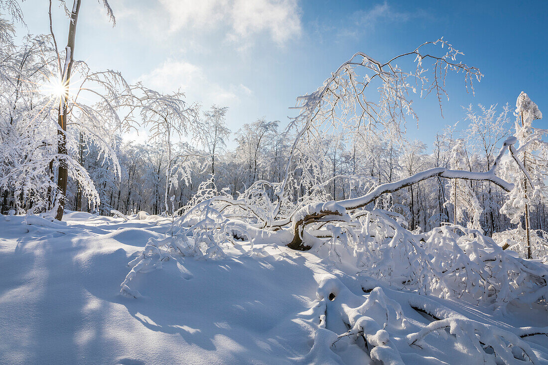 Verschneiter Winterwald im Naturpark Rheingau-Taunus bei Engenhahn, Niedernhausen, Hessen, Deutschland