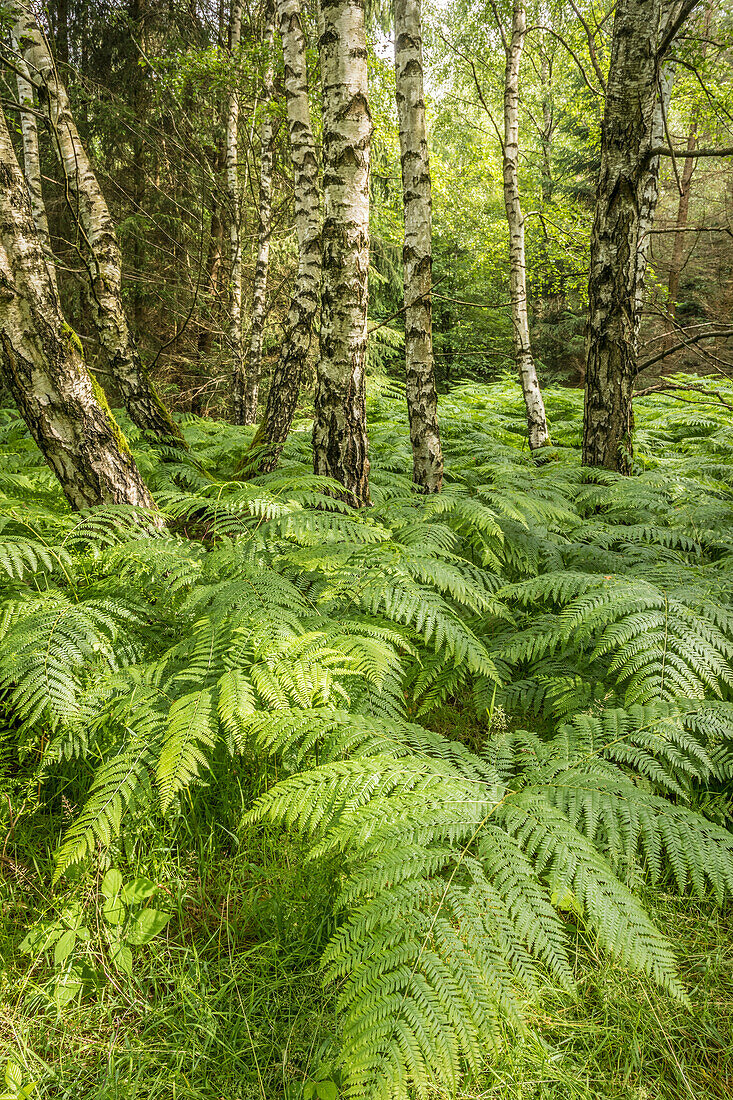 Birken- und Farnwald im Naturpark Rheingau-Taunus bei Engenhahn, Niedernhausen, Hessen, Deutschland