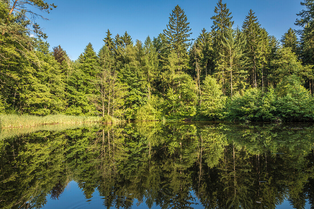 Naturschutzgebiet Schwarzbach Weiher bei Taunusstein, Hessen, Deutschland