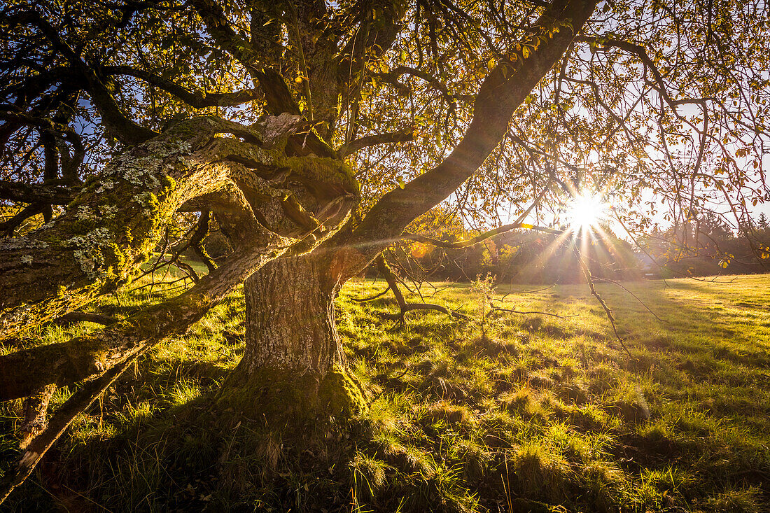 Old walnut tree in the Rheingau-Taunus Nature Park near Engenhahn, Niedernhausen, Hesse, Germany