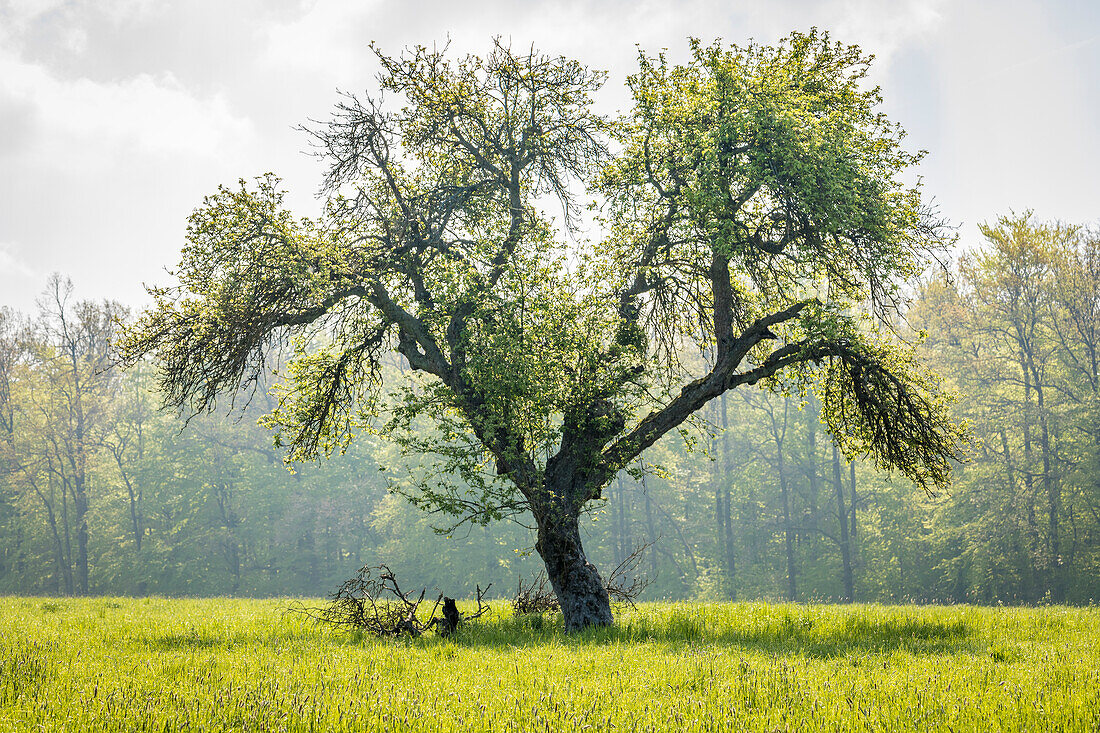 Großer, alter Baum im Naturpark Rheingau-Taunus bei Engenhahn, Niedernhausen, Hessen, Deutschland