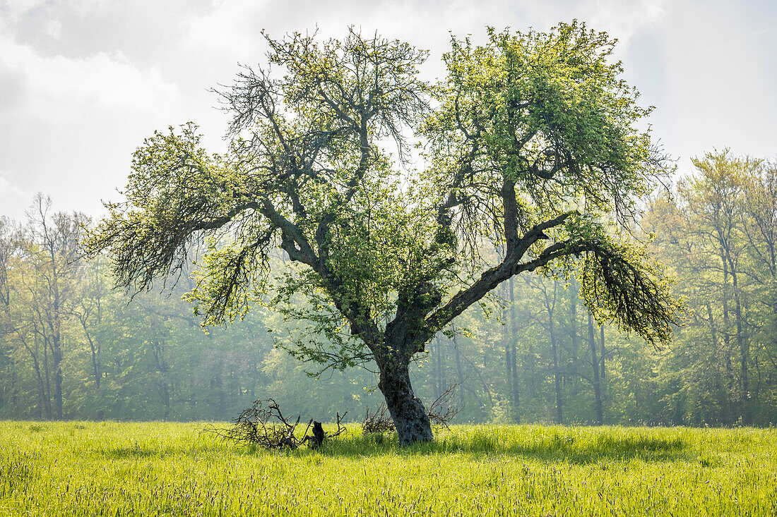 Large, old tree in the Rheingau-Taunus Nature Park near Engenhahn, Niedernhausen, Hesse, Germany