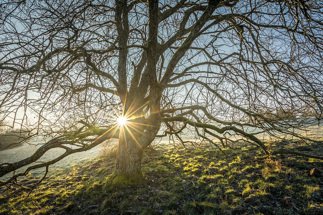 Old walnut tree in the Rheingau-Taunus Nature Park near Engenhahn, Niedernhausen, Hesse, Germany