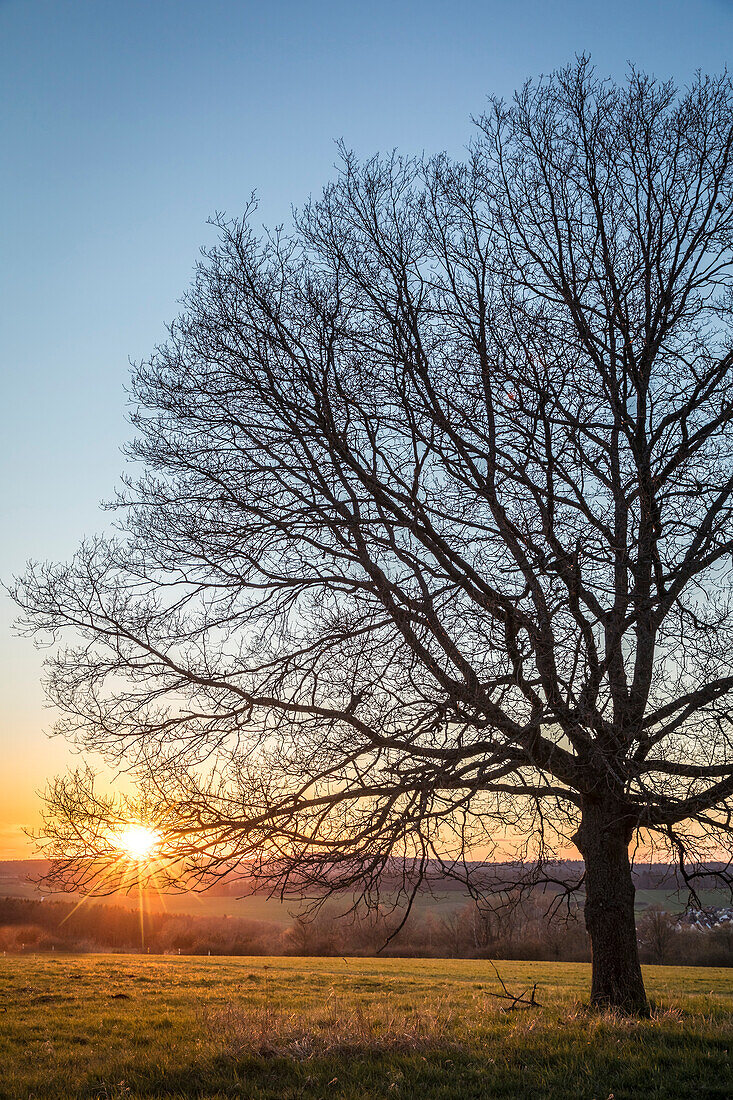 Eiche im Sonnenuntergang im Naturpark Rheingau-Taunus bei Engenhahn, Niedernhausen, Hessen, Deutschland