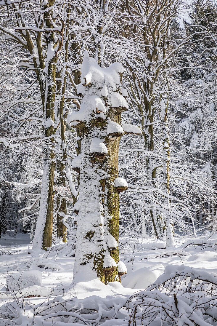 Baumstumpf mit Pilzen im verschneiten Wald im Naturpark Rheingau-Taunus bei Engenhahn, Niedernhausen, Hessen, Deutschland