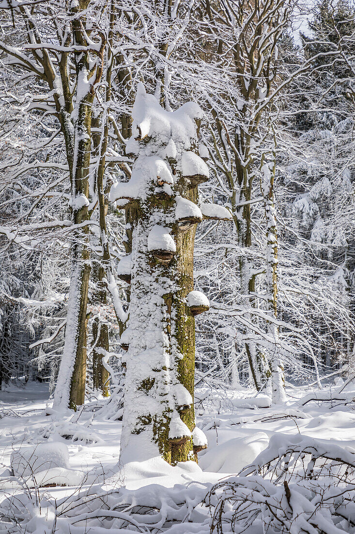 Tree stump with mushrooms in the snowy forest in the Rheingau-Taunus Nature Park near Engenhahn, Niedernhausen, Hesse, Germany